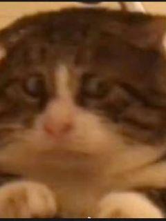 ʵһĶtxt